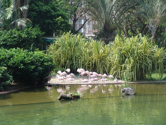 Flamingo